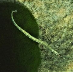 Corythoichthys haematopterus