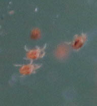 Tetranychus lintearius