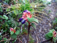 Brachyotum strigosum