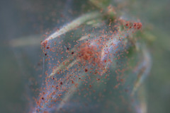 Tetranychus lintearius