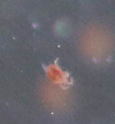 Tetranychus lintearius