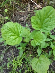 Geum vernum