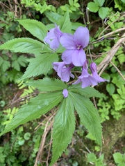 Cardamine pentaphyllos