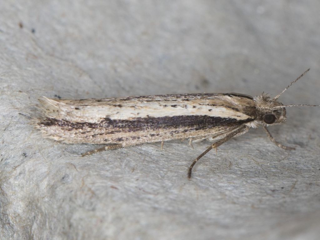 Ypsolopha barberella