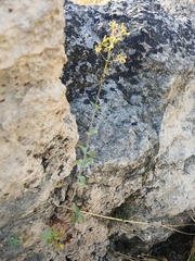 Hypericum lanuginosum
