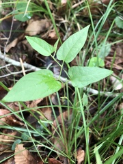 Endodeca serpentaria