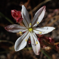 Chlorophytum graminifolium