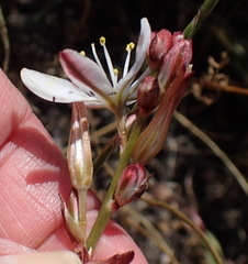 Chlorophytum graminifolium