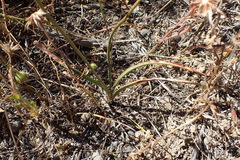 Chlorophytum graminifolium