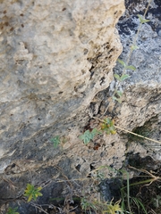 Hypericum lanuginosum
