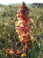 Orobanche kochii