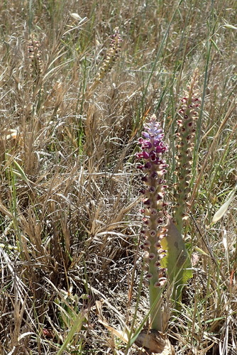 Image of Lachenalia membranacea by (c) Nicola van Berkel, some rights reserved (CC BY-SA)