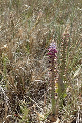 Lachenalia membranacea