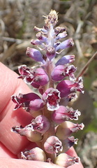Lachenalia membranacea