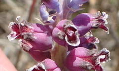 Lachenalia membranacea