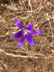 Brodiaea elegans elegans