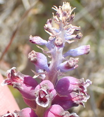 Lachenalia membranacea