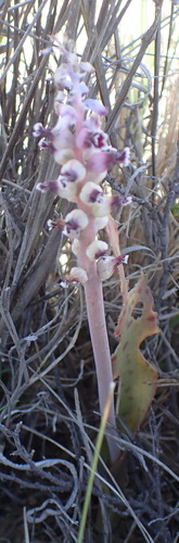 Lachenalia suaveolens