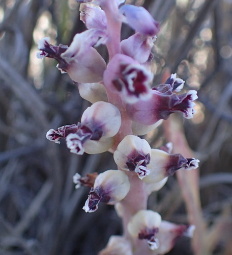 Lachenalia suaveolens