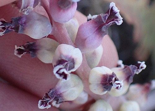 Lachenalia suaveolens