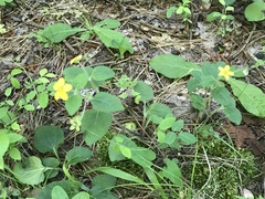 Chrysogonum