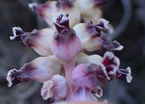 Lachenalia suaveolens