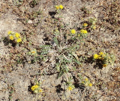 Berkheya pinnatifida pinnatifida
