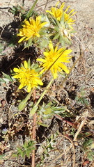 Berkheya pinnatifida pinnatifida