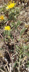 Berkheya pinnatifida pinnatifida