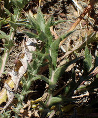 Berkheya pinnatifida pinnatifida