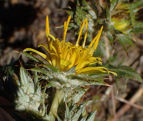 Image of Berkheya pinnatifida by (c) Nicola van Berkel, some rights reserved (CC BY-SA)