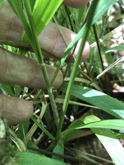 Melica mutica