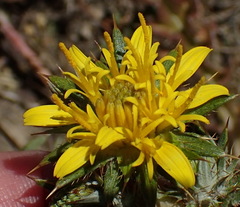 Berkheya pinnatifida pinnatifida