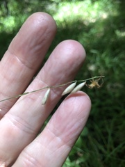 Melica mutica