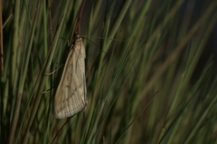 Loxostege turbidalis
