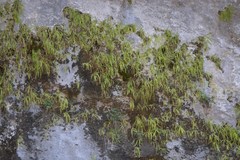 Pinguicula longifolia