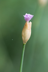 Petrorhagia nanteuilii
