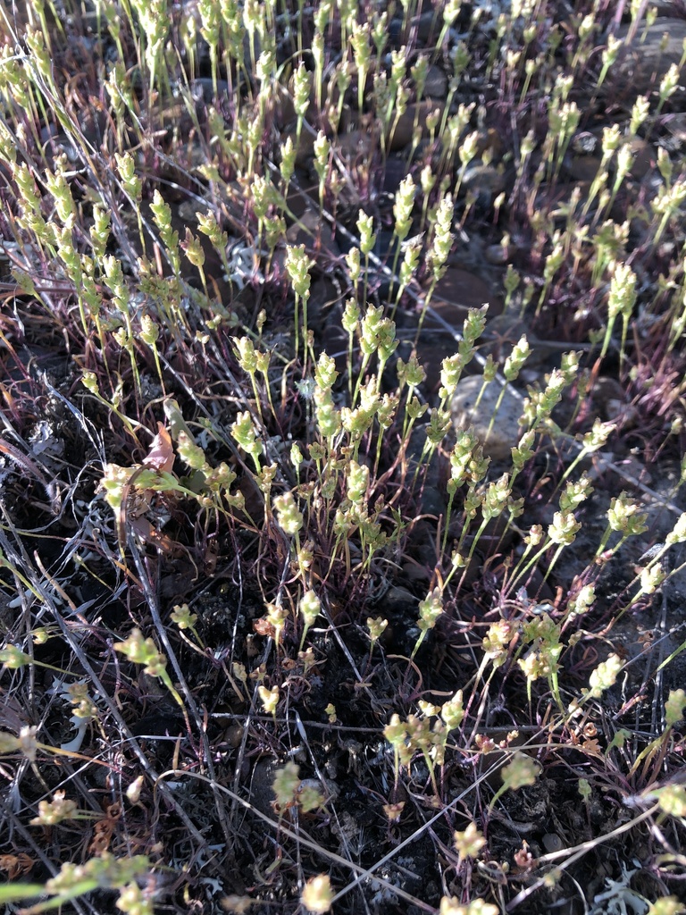 Micropsyllium
