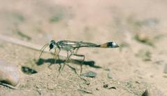 Ammophila rubripes