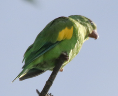 Brotogeris chiriri
