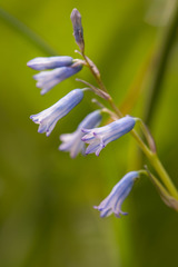Brimeura amethystina