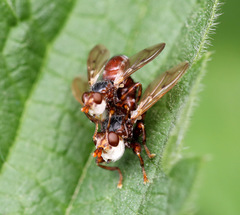 Myopa testacea