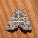 Curve-lined Cutina Moth - Photo (c) Laura Gaudette, some rights reserved (CC BY), uploaded by Laura Gaudette
