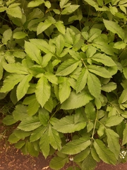 Peucedanum verticillare