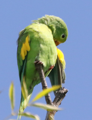 Brotogeris chiriri