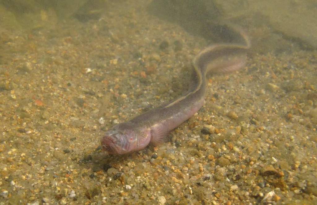 Slender Eel Goby