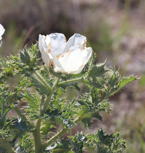 Hedgehog pricklypoppy (Argemone squarrosa)