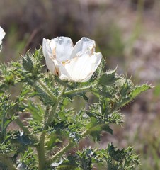 Argemone squarrosa