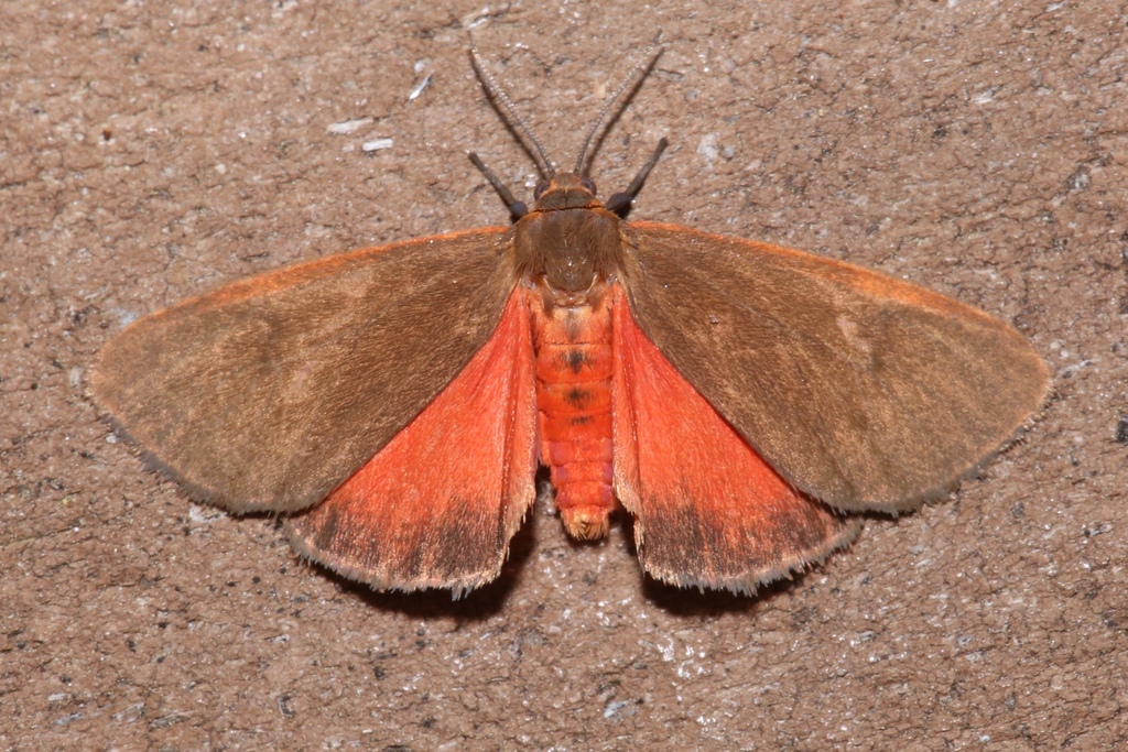 Virbia fergusoni