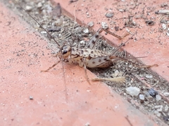 Gryllomorpha